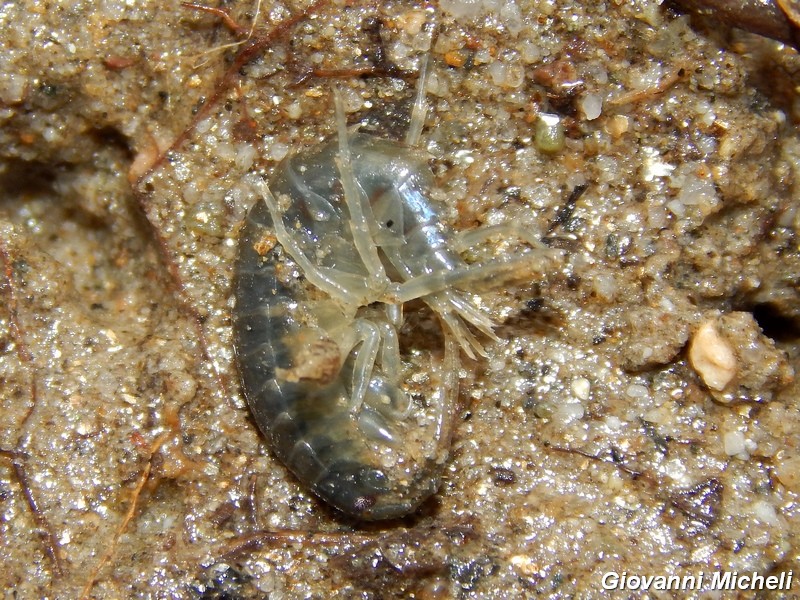 Piccoli crostacei fluviali da ID